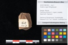 Foto (Objekt + Etikett) von Zostena ungeri Ettingshausen (NHMW-GEO-2024-0188-0452)